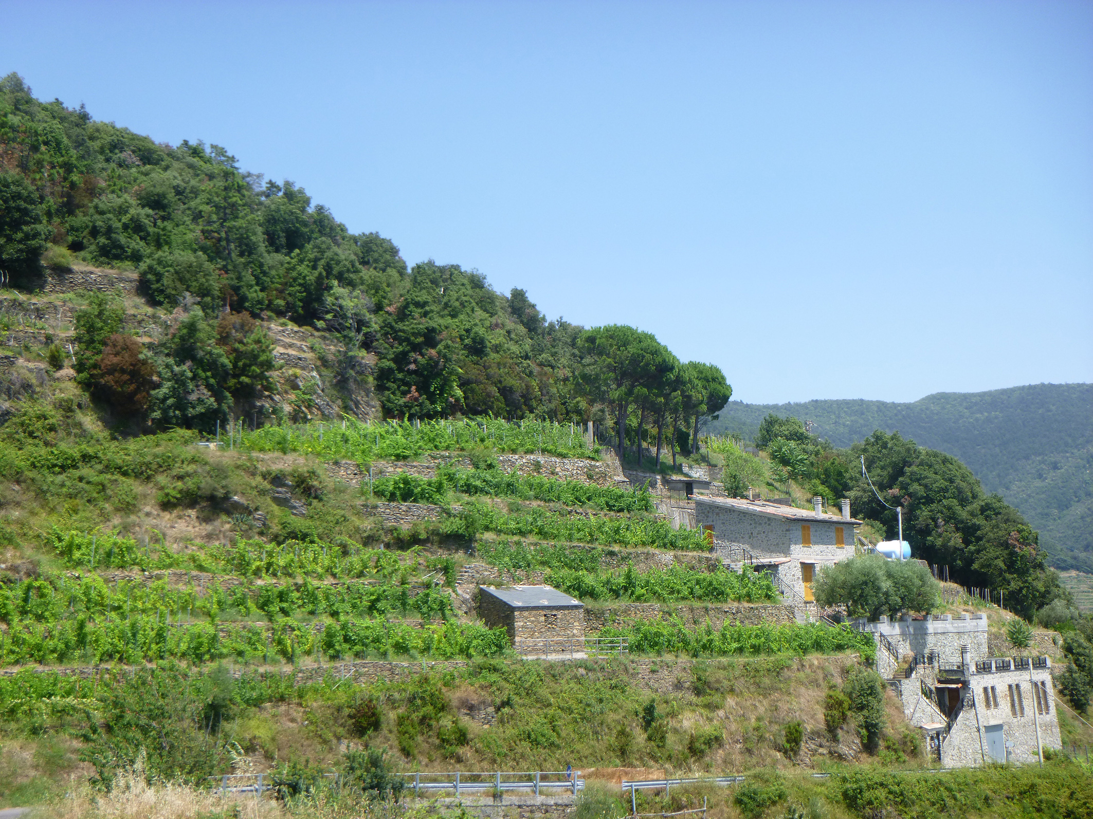 Inspection in the terraced vineyards of the Cinque Terre National Park